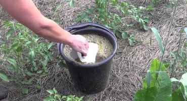 Jak postřikovat rajčata hnojivem z mléka a jódu, je to možné